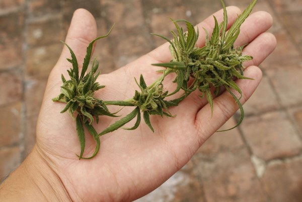 Marijuana Category For Submit Blog Post